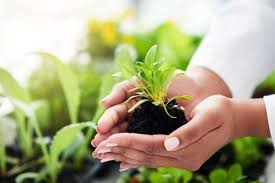Seed Treatment Biofertilizers Market