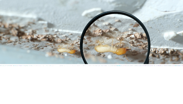 Company Logo For Orchid City Termite Removal Experts'