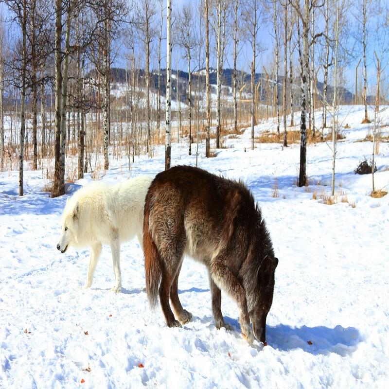 Company Logo For Horse Capital Wildlife Experts'