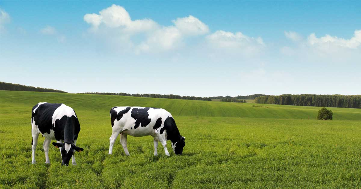 Crop and Livestock Insurance Market