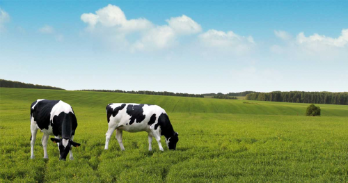 Crop and Livestock Insurance Market'