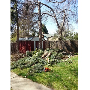 fort collins arborist'