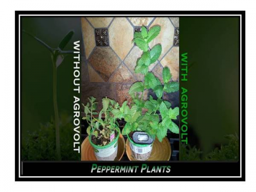 Peppermint Plant'