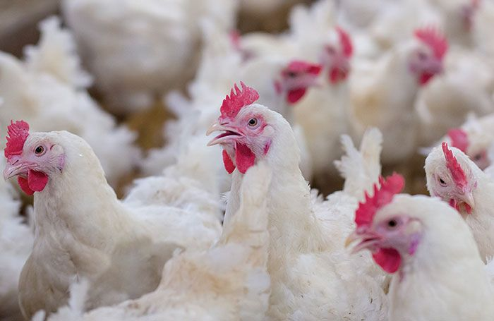 Parent Generation Chicken Farming Market