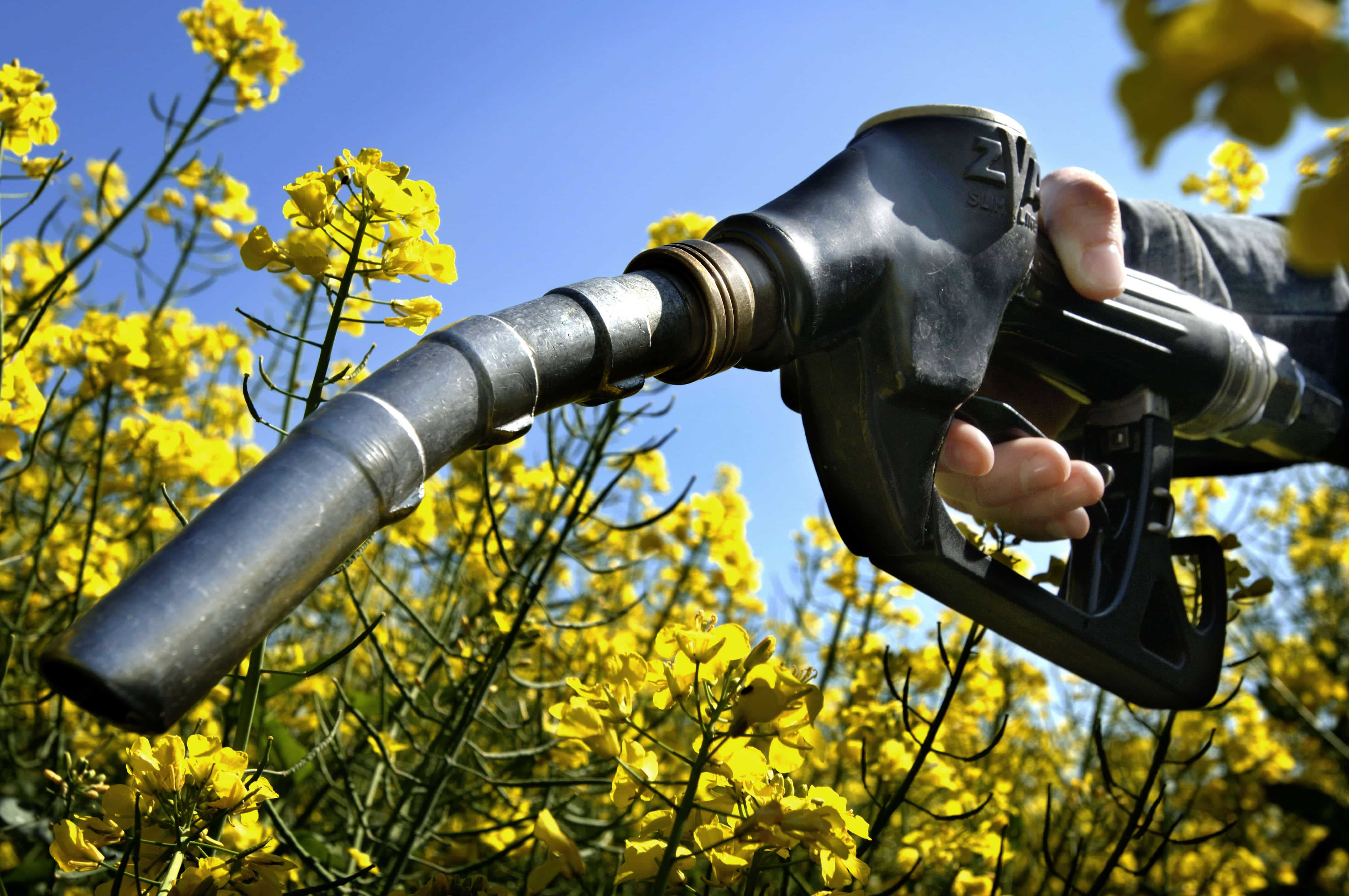 Biofuels (Bioethanol and Biodiesel) Market'