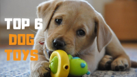 Pet Toys and Training Service Market