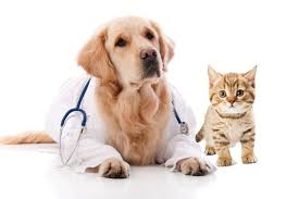 Accident and Illness Pet Insurance Market'