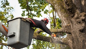 Company Logo For George Walton Tree Services'