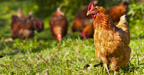 Organic Livestock and Poultry Farming Market'