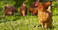Organic Livestock and Poultry Farming Market