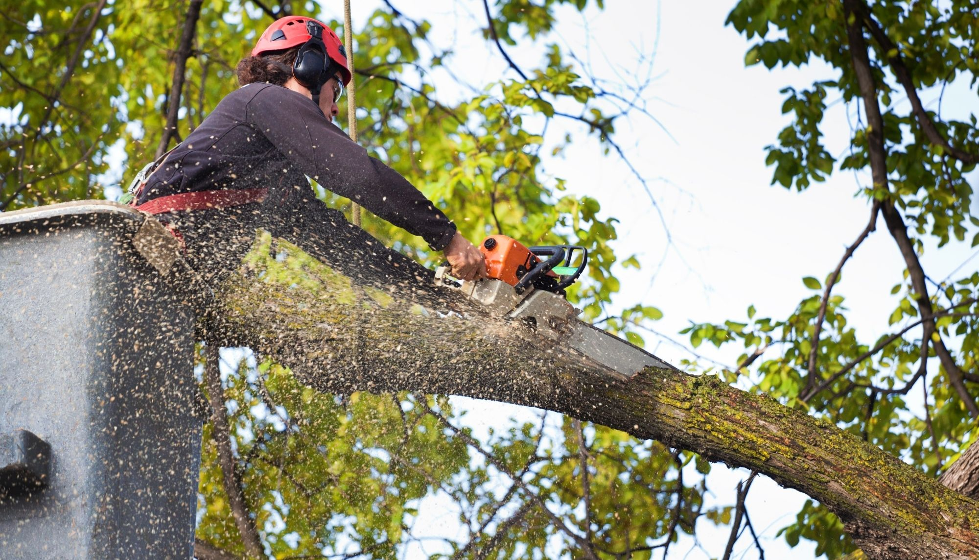 Company Logo For Hawkeyes Tree Service'