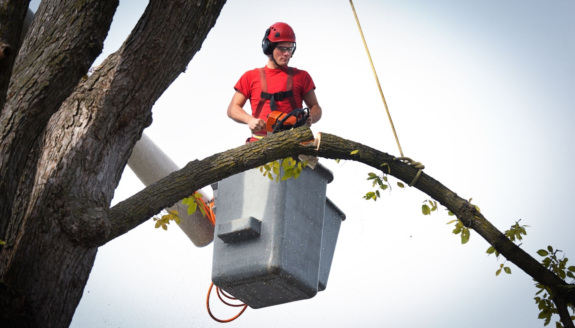 Company Logo For War Eagle Tree Removal'