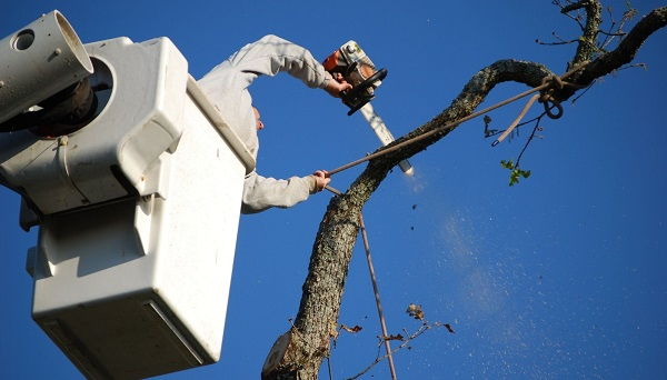 Company Logo For The Rock Tree Service'