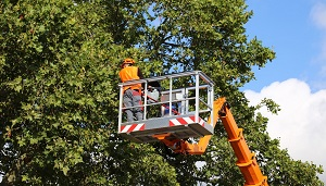 Company Logo For Cane Island Tree Service'