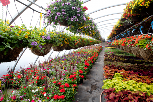 Greenhouse, Nursery and Flowers Makret'