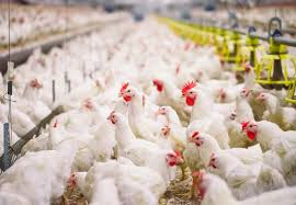 Poultry Insurance Market'