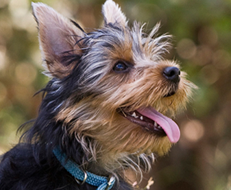 Puptown in the Woods