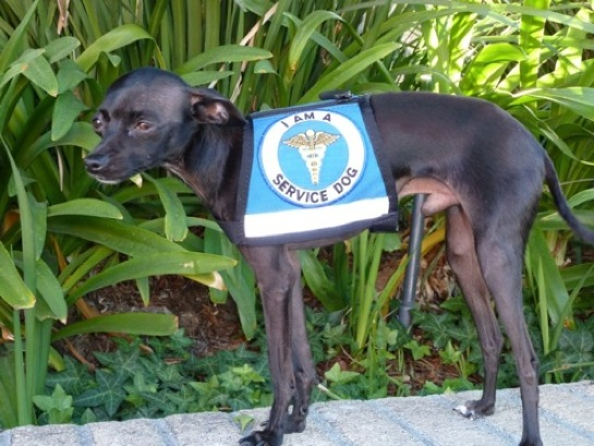 Meet GOLIATH: Department of Animal Services Certified Assist'