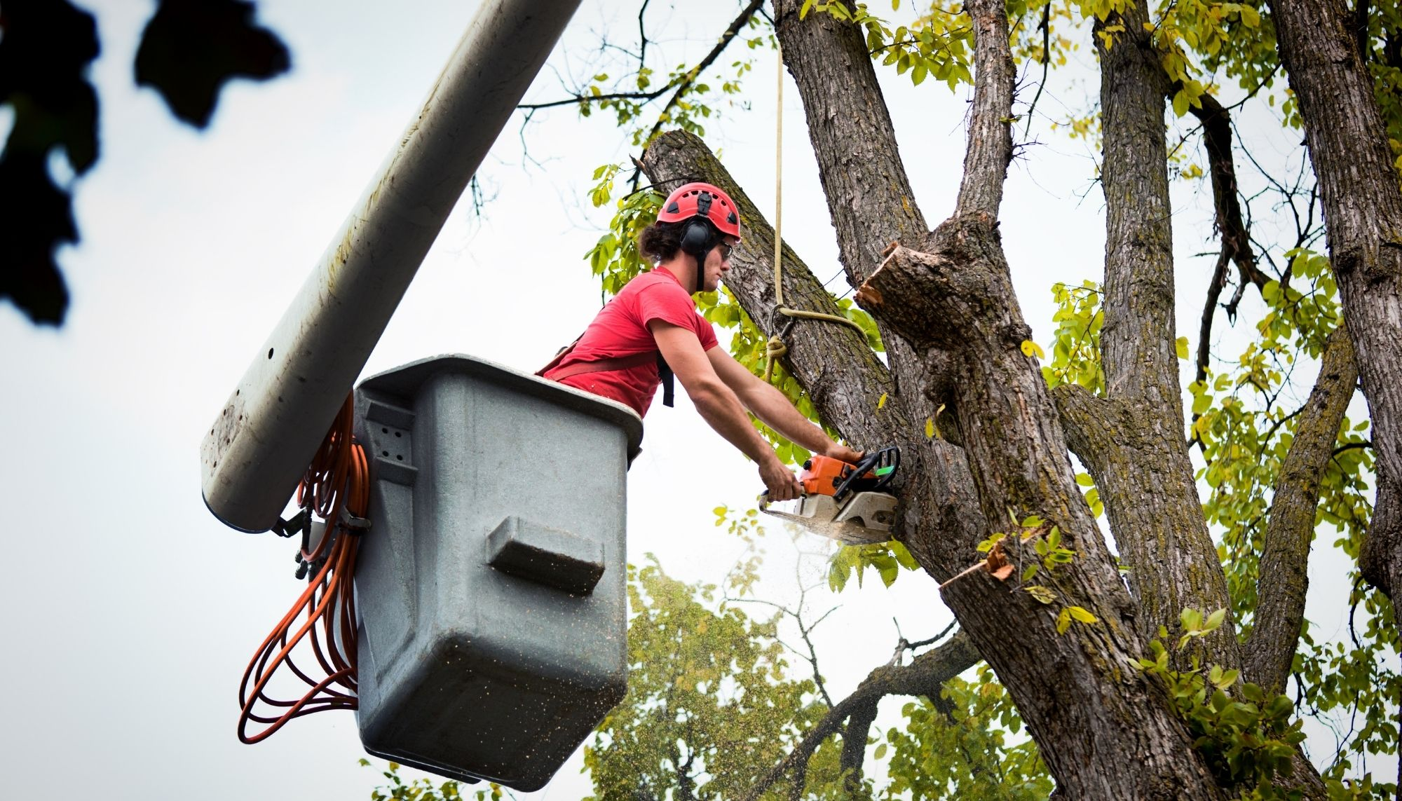 Company Logo For Downtown Tree Services'