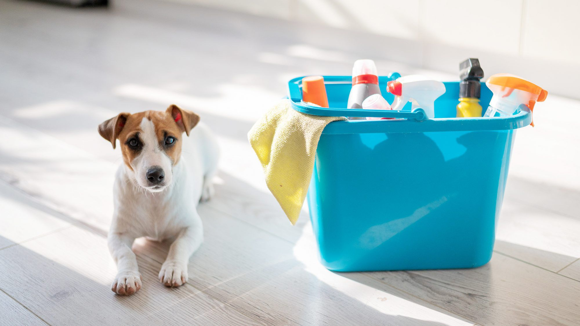 Pet Internal and External Cleaning Products Market'