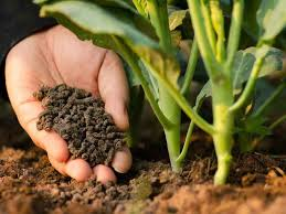 Fertilizer Nutrient Market'
