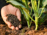 Fertilizer Nutrient Market