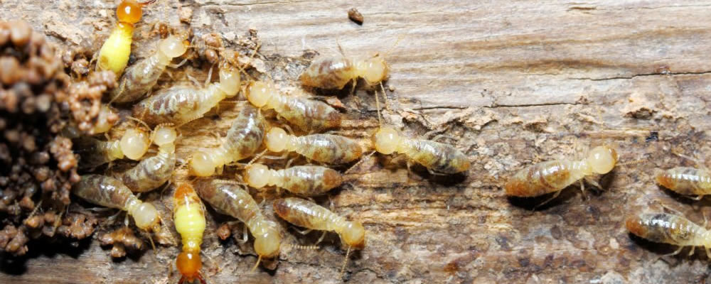 Termites'