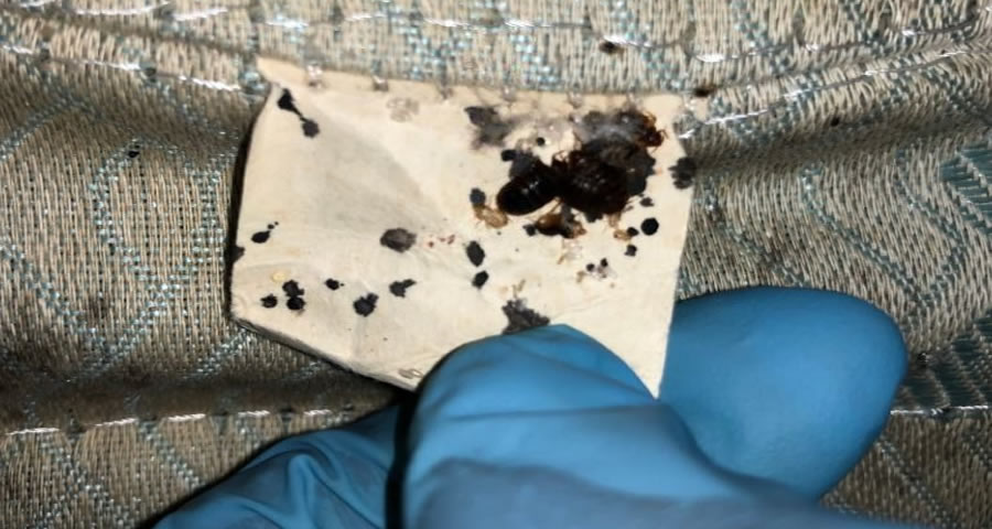 Bed Bug Control'