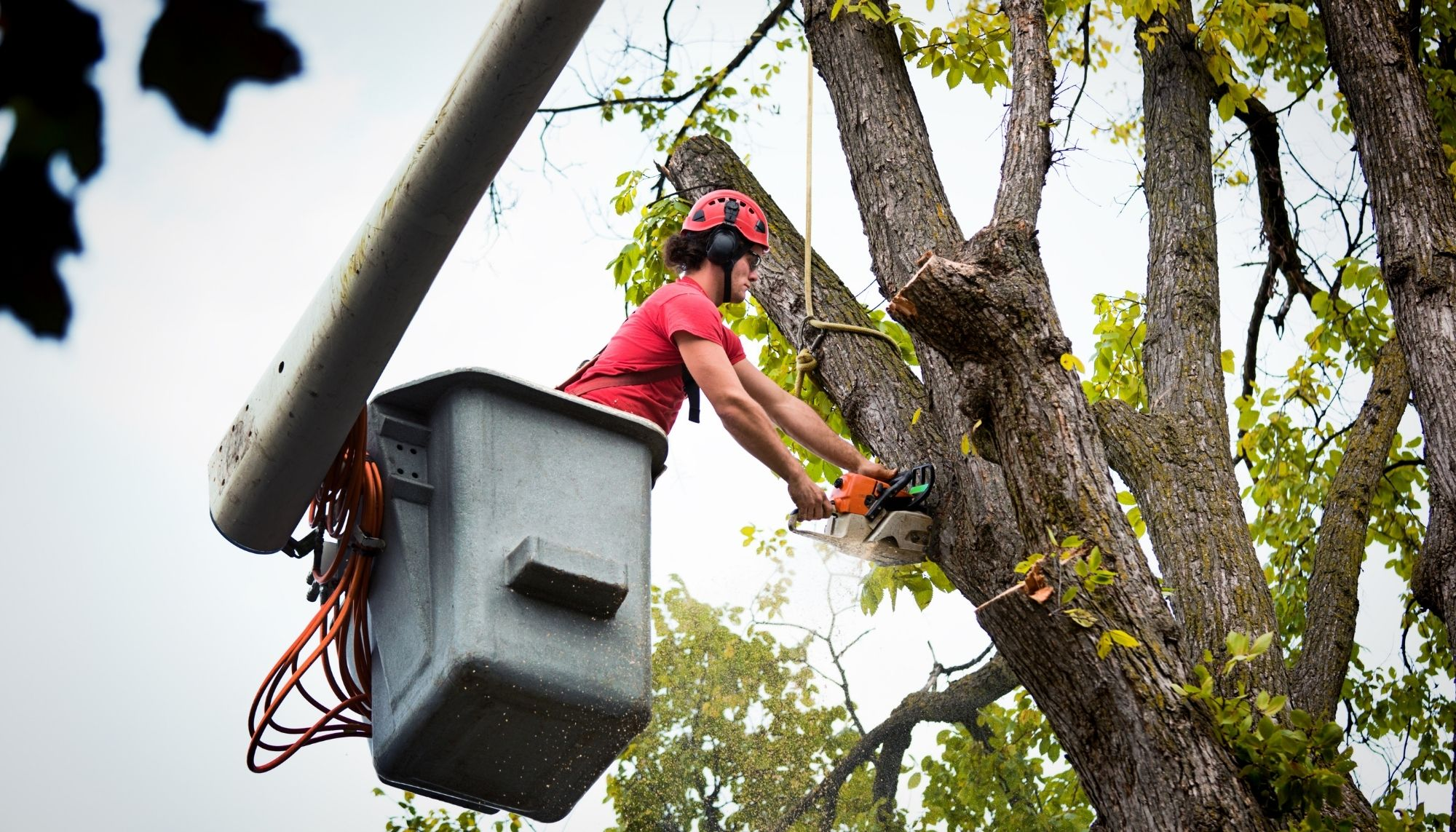 Company Logo For The Peak of Good Living Tree Service'