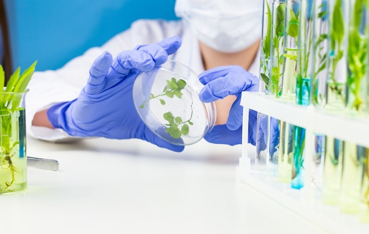 Plant-based Vaccines Market'