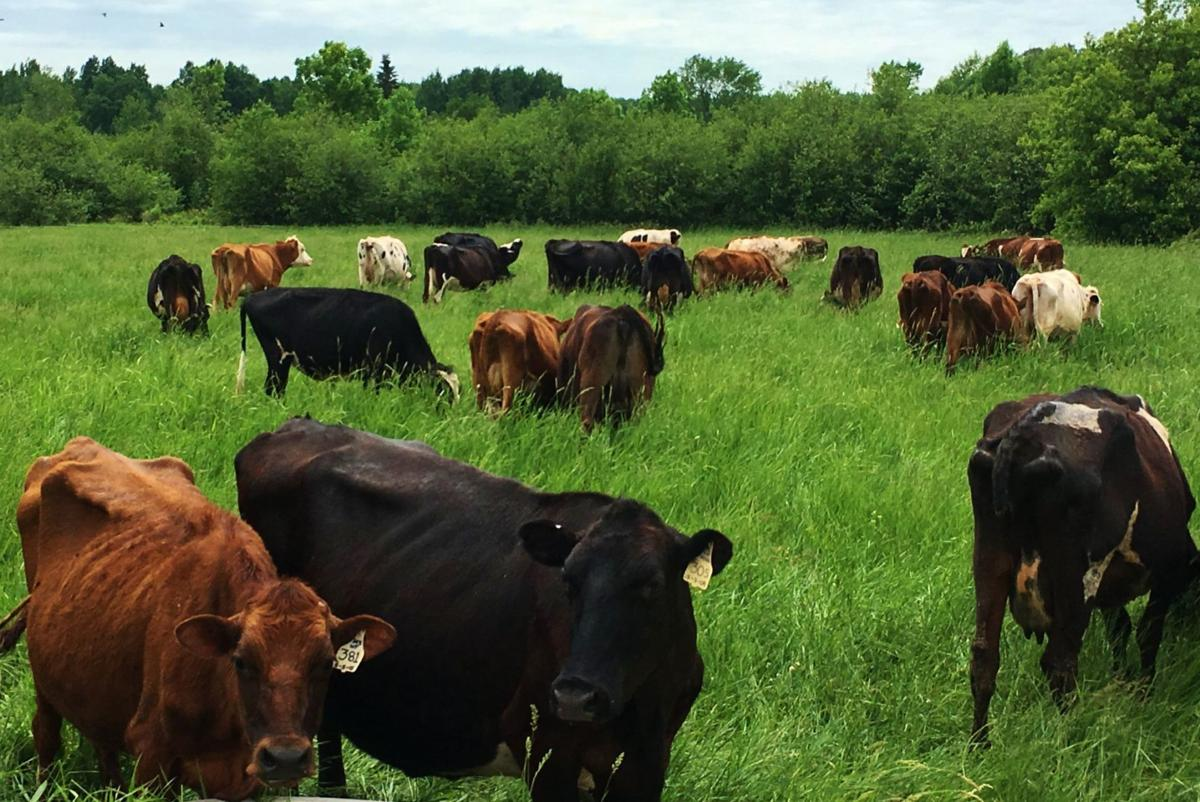 Crop and Livestock Insurance Market'