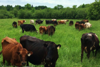 Crop and Livestock Insurance Market