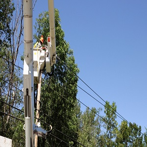 Company Logo For Mission Peak Tree Service'