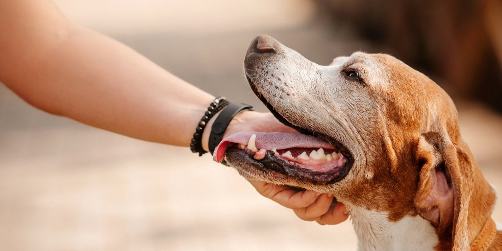 Pet Care Market