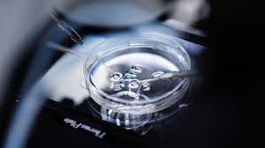 IVF Software Market'