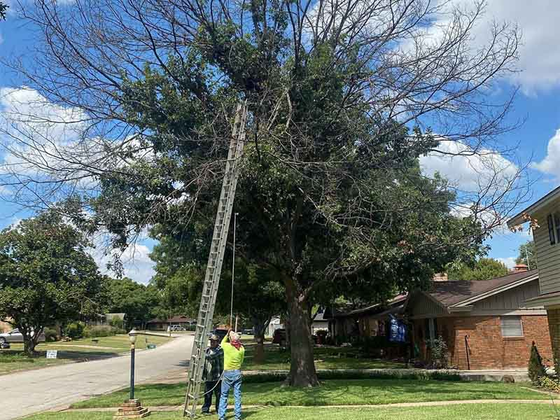 Company Logo For Dallas Tree Service'