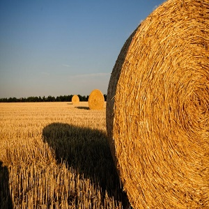 Bales'