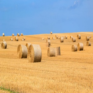 Round Bales'