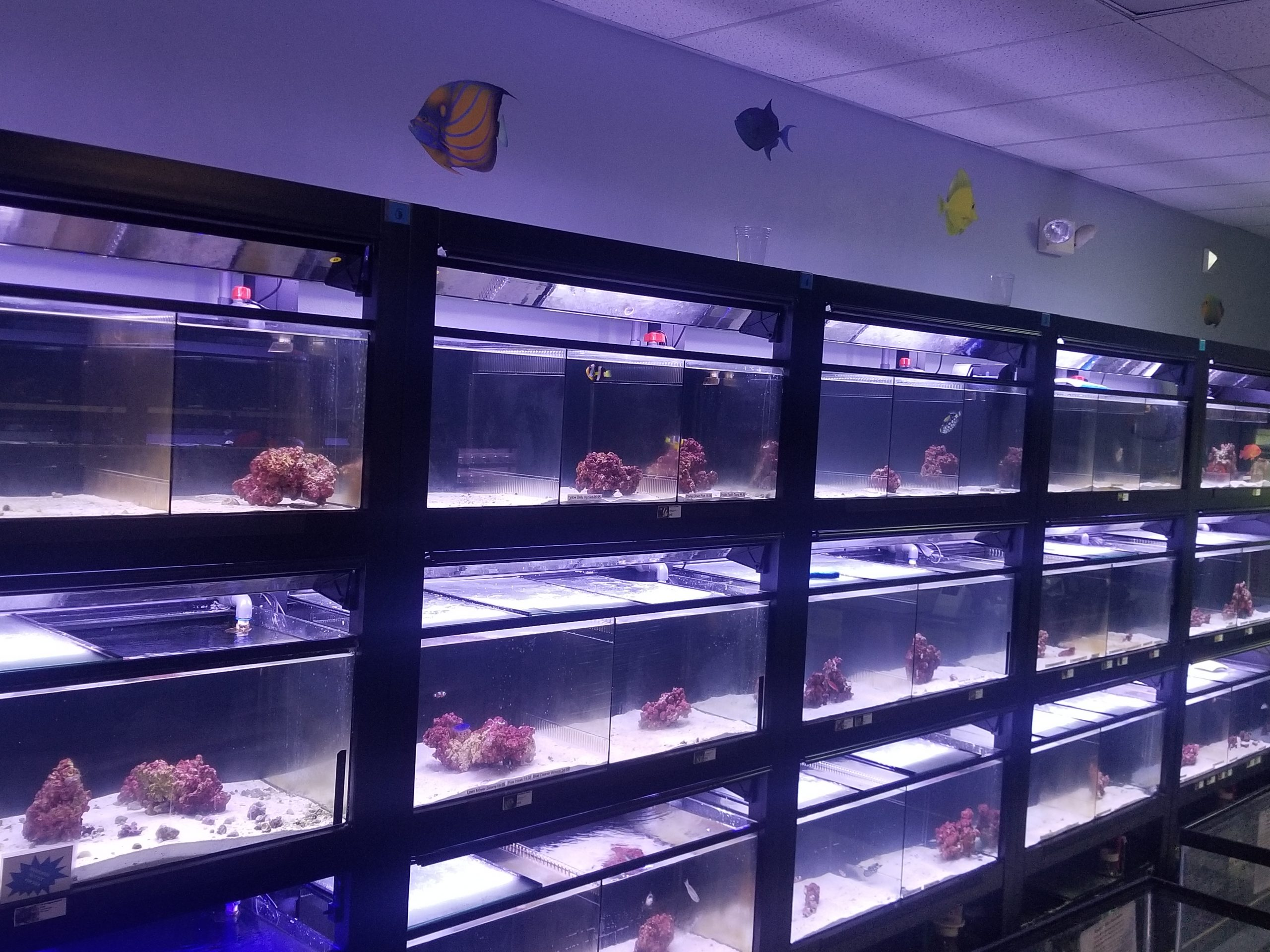 Under the Sea Aquatics | Fish Store | Fish Tanks | Freshwater &amp; Saltwater Fish Logo