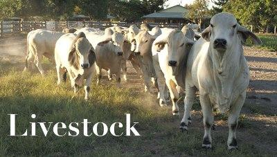 Livestock Insurance Market'