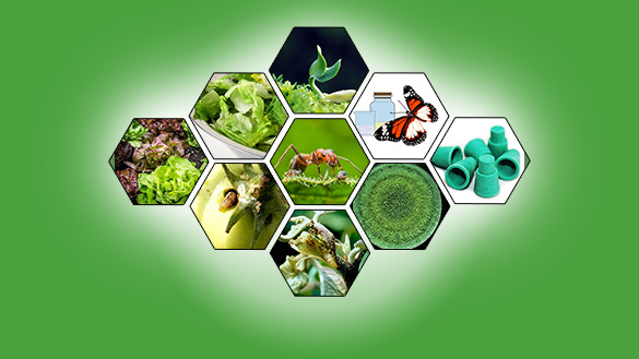 Bio-Pesticide Market