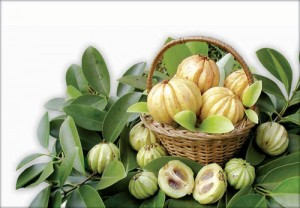 Garcinia Cambogia'