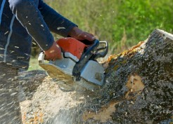 Company Logo For Capital City Tree Removal Co'