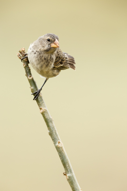 Bird Photography Samples from Galapagos'