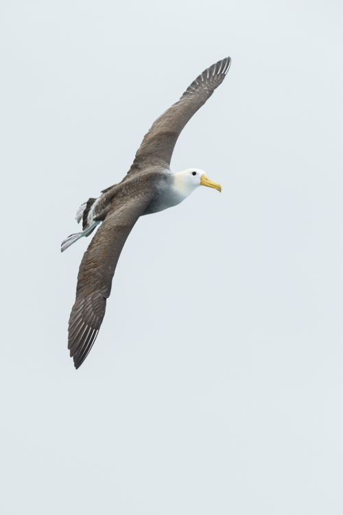 Bird Photography Samples from Galapagos'