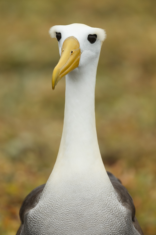 Bird Photography Samples from Galapagos'