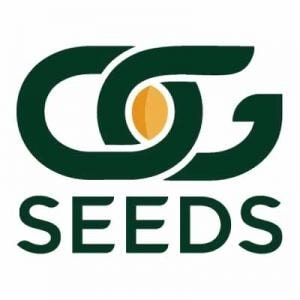 Company Logo For OG Seeds'