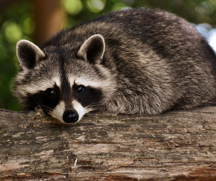 Company Logo For Shipbuilding City Wildlife Control Experts'