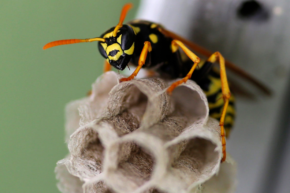 Company Logo For Home Wasp Removal Perth WA'