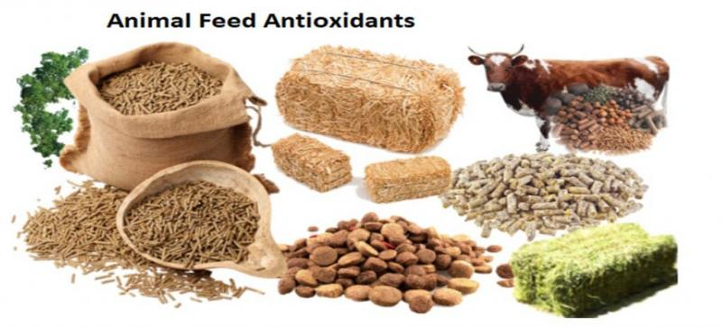 Feed Antioxidants Market'